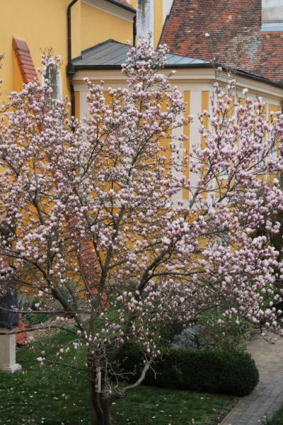 Csornai zarándoklat - 2022.04.02.